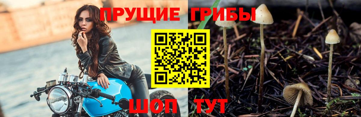 Псилоцибиновые грибы Psilocybine cubensis Жигулёвск